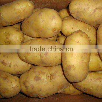 Selling Chinese fresh potato yellow