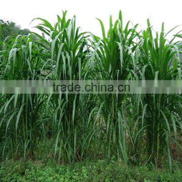 Fodder grass seeds Pennisetum hydridum grass seeds for growing-Hot sale