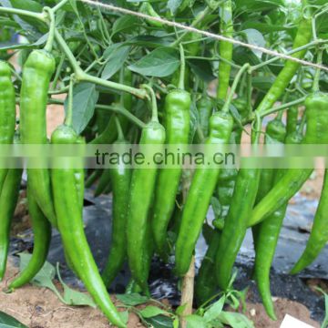 Hybrid high yield chili pepper seeds early hot king