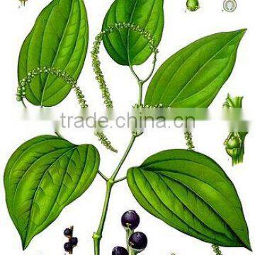 Black Pepper