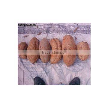 ALLANBLACKIA OIL photo-2