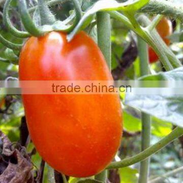 Xiao Fan Qie Best Quality Low Price Small Tomato Seeds