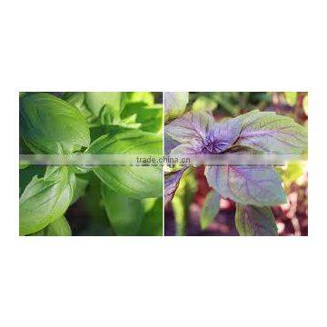 100% Natural & Pure Basil Oil / India's No. 1 Basil Oil / Basil Essential Oil photo-3