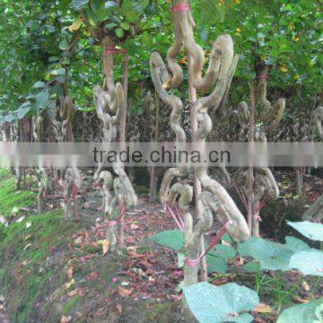 Lagerstroemia Indica 1.7m Trunk Height D5-6cm Flower Season photo-6