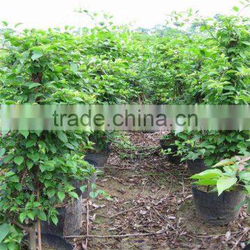 Bougainvillea shrubs