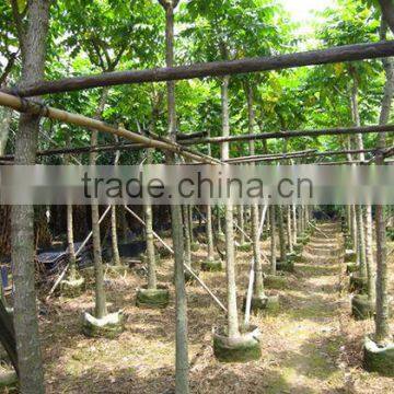 Spathodea Campanulata Nursery photo-3