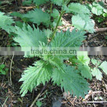 Herbal Nettle Leaf Detox Tea Boost Metabolism Raise Natural Energy Reduce Stomach Bloat photo-5