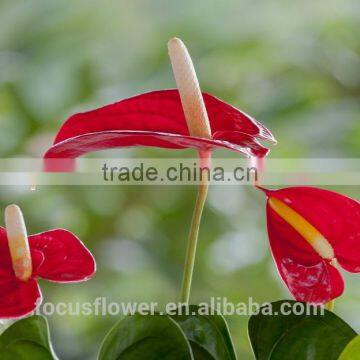 export fresh anthurium cut flowers hobby lobby wholesale flowers to lovers