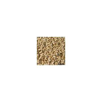 Groundnut in Shell (Large Size)