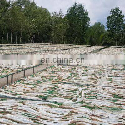 High Quality Fish Skin From Vietnam photo-4