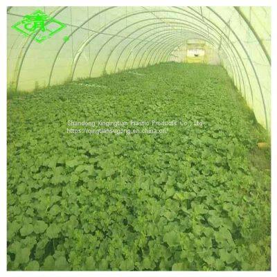 Wholesale Polyethylene Greenhouse Covering Film With High Quality photo-3