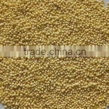 Chinese glutinous millet yellow colour