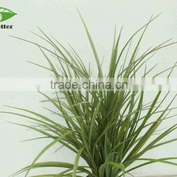 Hot Selling Narture Green Bonsai Plants Wholesale for Garden Decoration