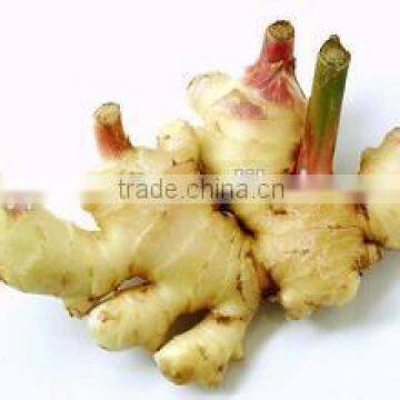 New crop chinese fresh ginger with competitive export price