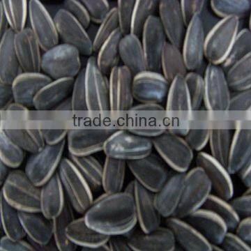 sunflower seeds 5009 long shape