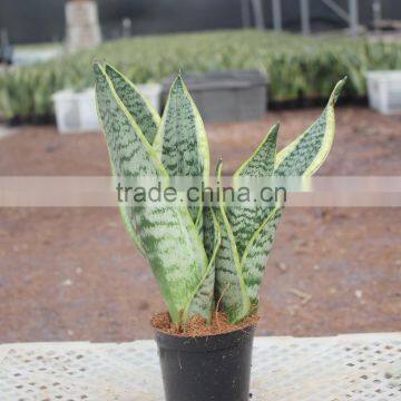 Making artificial sansevieria plant bonsai