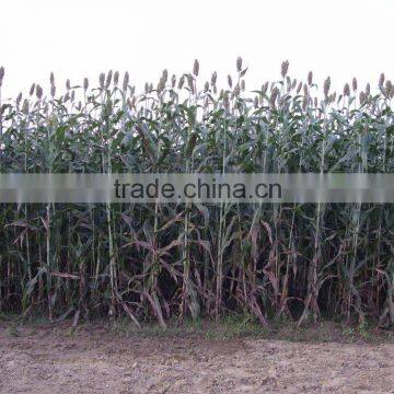 High Efficiency Automatic Screw Type Sweet Sorghum Pressing Machine Factory Wholesale photo-5