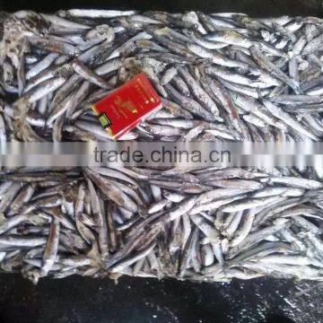 Frozen Anchovy (Engraulis Japonicus)