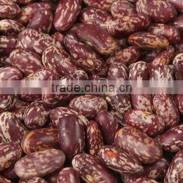 2013 crop Purple speckled kidney bean