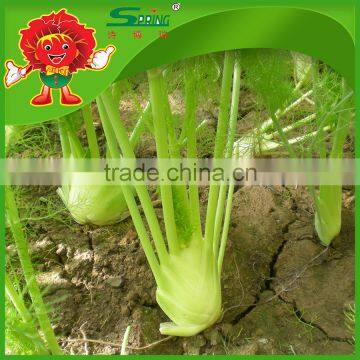 Hot Sell Vegetables Fresh Fennel Head