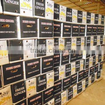 Top Quality Ginger From Viet Nam 2014 - 2015 photo-2