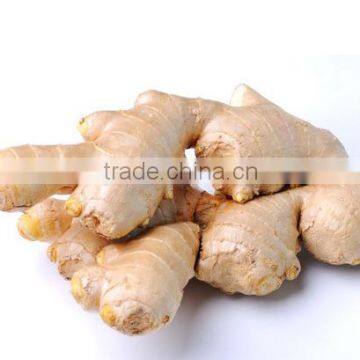 China air dry ginger professional supplier for Holland and Russia