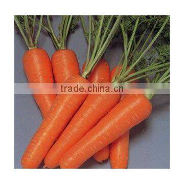 2011 Fresh 10cm Red Carrot Packed In Cartons