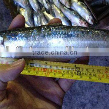 Low price frozen sardine from China