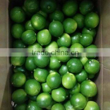 VIETNAM FRESH SEEDLESS LIME