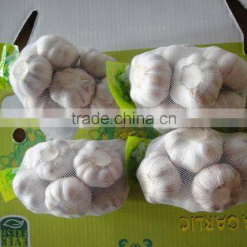 big size chinese garlic on promotion