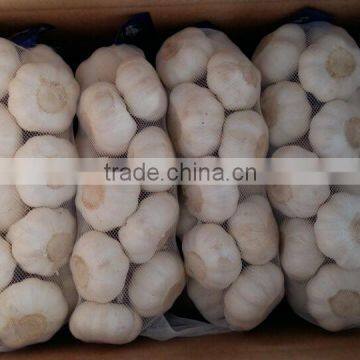 Hot Sale 2016 Fresh Chinese Normal White Garlic photo-4