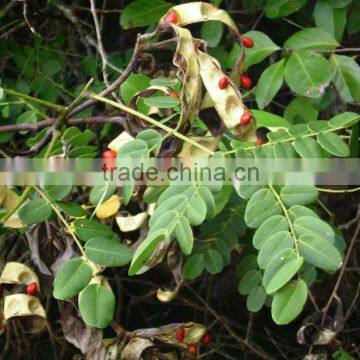 Adenanthera pavonina Seeds ,Red Sandalwood, Bead Tree, Red Wood, Peacock Tree Seeds Marathi - Rakta Chandana, Hindi - Barigumchi