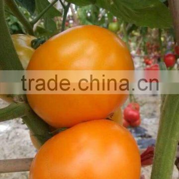 Hybrid F1 Yellow Tomato Seeds-Yellow Rose