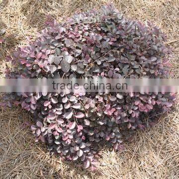 Loropetalum Seedling