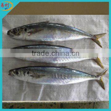 Supply frozen horse mackerel