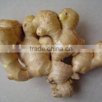 New Fresh Ginger photo-3