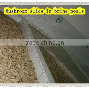 price of pleurotus eryngii mushroom