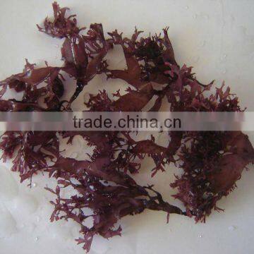 (Dried Seaweed) Dried Red Tosaka