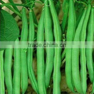 HBE08 Ansian Light green OP beans seeds in vegetable seeds