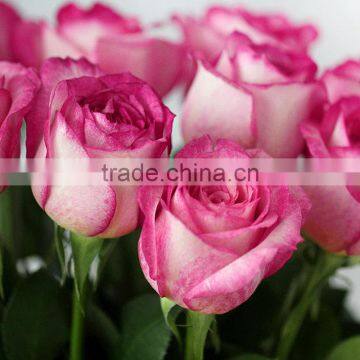 wholesle different types of pink rose flowers arrangements made in China