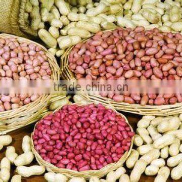 Peanut Kernal Precise Selection Line photo-5