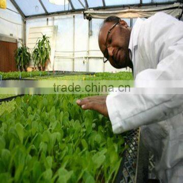 Floral Foam Tray for Plant Growth&the Application of Foam in Agriculture photo-3