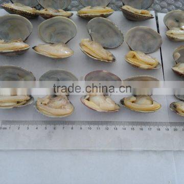 New Season High Quality Frozen Vacuum Packed Short Necked Clam photo-3