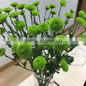 Daily Home Decoration Small Chrysanthumum High Quality Decorative Flower Wholesale From Yunnan,China