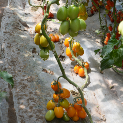 500pcs f1 Sungold Tomato Seeds Yellow Hybrid Tomato Seeds Vegetable for Sale photo-3