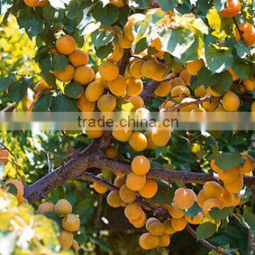 Apricots photo-3