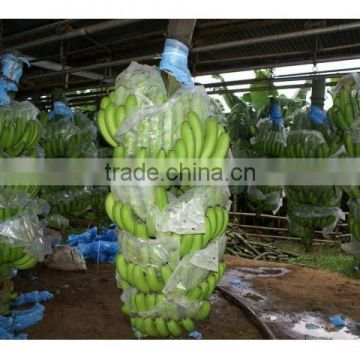 High quality Fresh Bananas VERY HIGH GRADE Hot Sales