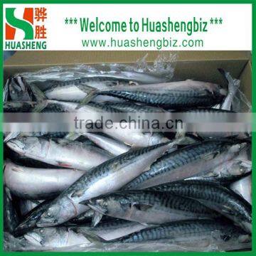 Frozen Mackerel Pacific 150-300g