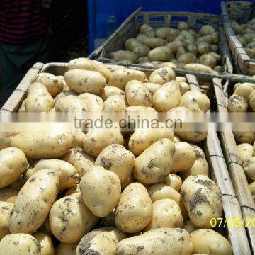 Chinese Fresh Potato Price