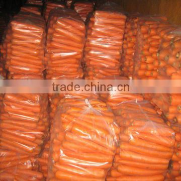 2014 new season fresh jumbo carrot